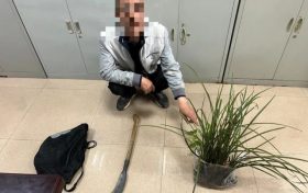 提醒，野生蘭草不能采！縮略圖