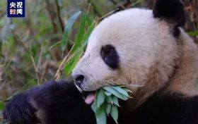 央視新聞：“滾滾”下山嘍！名場面除了“趕竹”，還有……縮略圖