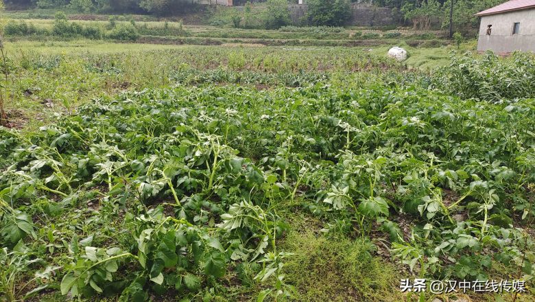 5月7日，漢中市寧強(qiáng)縣突降暴雨及冰雹部分區(qū)域莊稼受損嚴(yán)重插圖3