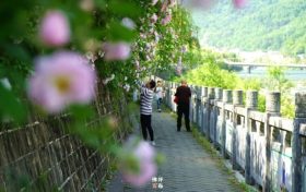 佛坪初夏，薔薇花開已傾城！縮略圖