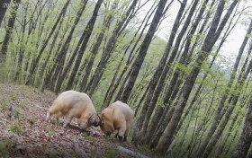 不只是大熊貓，多種珍稀野生動物頻頻亮相留壩縮略圖