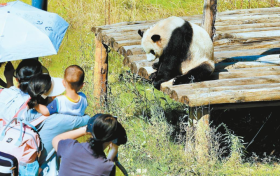 來佛坪，看大熊貓！縮略圖