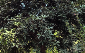 今年漢中的桂花咋還沒開？答案來了→縮略圖