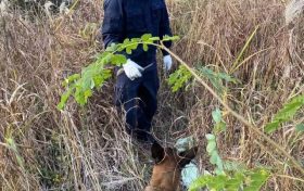 “汪汪隊(duì)”立大功！西鄉(xiāng)縣公安局利用警犬“博虎”成功破獲一起入室盜竊案件縮略圖