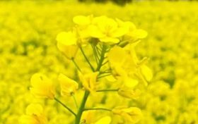 漢中油菜花節(jié)交響音樂會3月中旬啟動！地點→縮略圖
