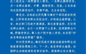 野豬傷人！最新通報縮略圖