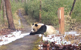 非常罕見(jiàn)！在佛坪一天兩次偶遇了！縮略圖