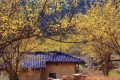 佛坪萬(wàn)畝茱萸花即將綻放，喚醒你的春日綺夢(mèng)！縮略圖