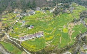油菜、小麥、茶葉、花期果園低溫凍害風(fēng)險(xiǎn)預(yù)警縮略圖