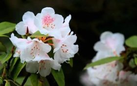 全民免門票2天，黎坪已備好山水盛宴，待君赴約！縮略圖