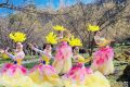 3月22日，王家灣村，茱萸花海踏春游活動來啦！縮略圖