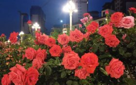 免費欣賞！漢中這條路美成了莫奈花園！轉角遇見一城芳華縮略圖