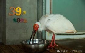 生于洋縣，全球最長壽朱鹮39歲了！縮略圖