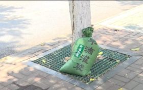 漢中街頭行道樹集體“穿馬甲”！啥門道？縮略圖