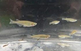 對水質”挑食”！漢中首次發(fā)現(xiàn)該珍稀物種→縮略圖