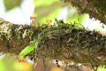 國家一級重點保護！陜西再次發(fā)現(xiàn)縮略圖