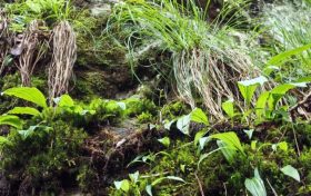 國(guó)家二級(jí)保護(hù)植物獨(dú)蒜蘭種群現(xiàn)身陜西略陽(yáng)縮略圖