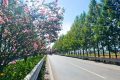 城固公路段：國道紫薇開 匠心繪“畫”來縮略圖