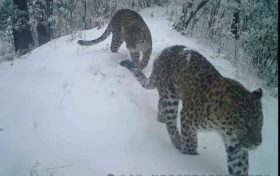 秦嶺和諧曲-記佛坪保護區(qū)動物同框畫面縮略圖